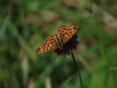Boloria dia