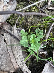 Alchemilla arvensis