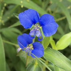 Commelina forskaolii