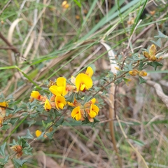 Pultenaea scabra