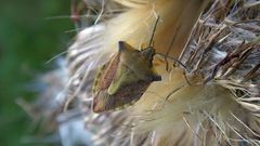 Carpocoris fuscispinus