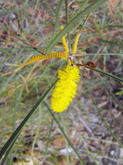 Acacia doratoxylon