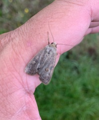 Noctuinae