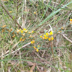 Pultenaea scabra