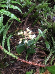 Odontochilus brevistylis