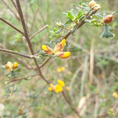 Pultenaea scabra