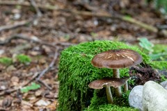 Pluteus