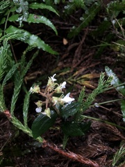Odontochilus brevistylis