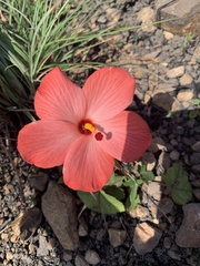 Abelmoschus moschatus tuberosus