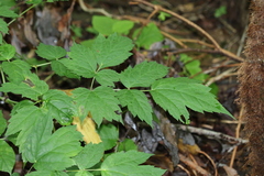 Actaea racemosa