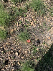 Abelmoschus moschatus tuberosus