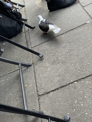 Columba livia domestica