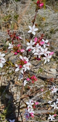 Philotheca buxifolia