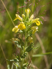 Bellardia viscosa