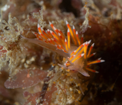 Nudibranchia