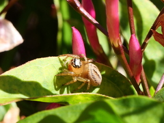 Maratus scutulatus