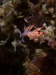 Nudibranchia