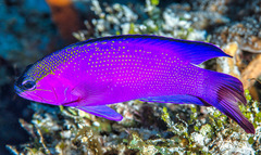 Gramma melacara