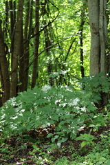 Actaea racemosa