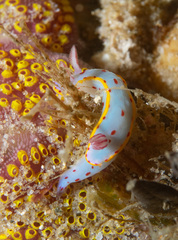 Hypselodoris bennetti