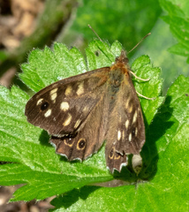 Pararge aegeria