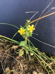 Zaluzianskya divaricata
