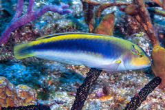 Halichoeres cyanocephalus