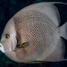 Grey Angelfish - Photo (c) François Libert, some rights reserved (CC BY-NC), uploaded by François Libert