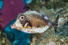 Lactophrys triqueter