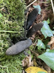 Xylaria