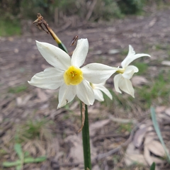 Narcissus tazetta
