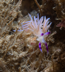 Pteraeolidia ianthina