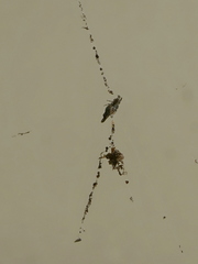 Cyclosa