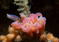 Phyllodesmium poindimiei