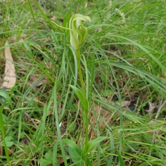 Pterostylis alpina