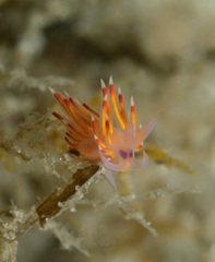 Coryphellina poenicia