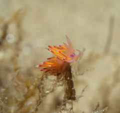 Coryphellina poenicia