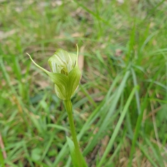 Pterostylis alpina