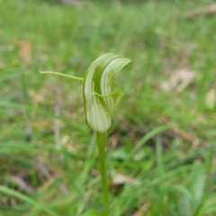 Pterostylis alpina