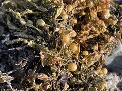 Sargassum