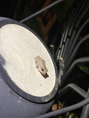 Eleutherodactylus campi