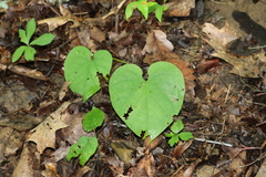 Aristolochia