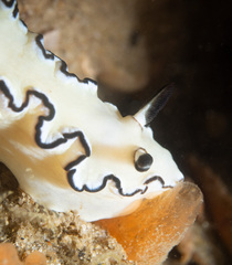 Doriprismatica atromarginata