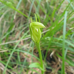 Pterostylis foliata