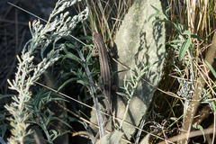 Lacerta agilis exigua