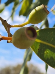 Corymbia