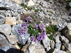 Noccaea rotundifolia