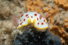 Goniobranchus splendidus
