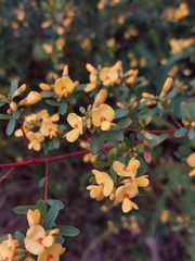Pultenaea flexilis