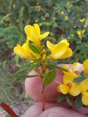 Pultenaea flexilis